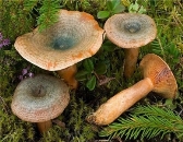 Гриби рижики — види, їстівні чи ні, чим корисні: опис. Як виглядає гриб,  рижик, яка у нього капелюшок: фотографії рижиков, опис. Де ростуть гриби  рижики в якому лісі, коли з'являються, коли їх